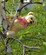 Teddybear Maks on tree